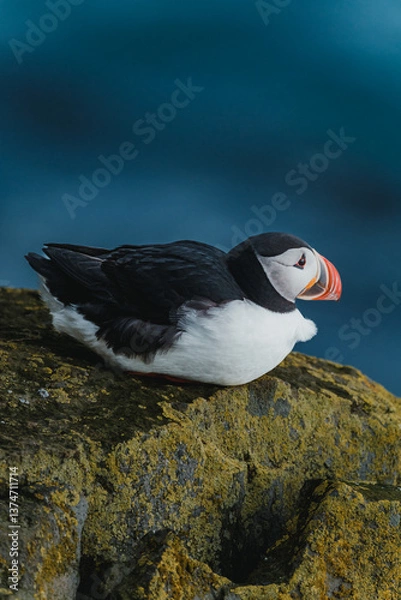 Fototapeta Atlantic puffin perched on mossy cliff at Latrabjarg, Westfjords, Iceland...