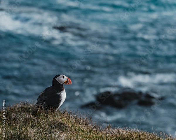 Fototapeta Atlantic Puffin perched on cliffside at Latrabjarg, Westfjords, Iceland...