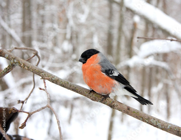 Obraz Bullfinch