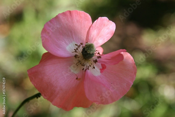 Obraz Pretty pink poppy on defocused green background