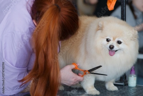 Obraz A red-haired girl groomer at a grooming competition cuts a white old spitz with scissors. The dog looks at her questioningly