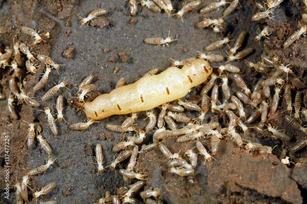 Obraz Queen termite surrounded by workers in the Peruvian Amazon