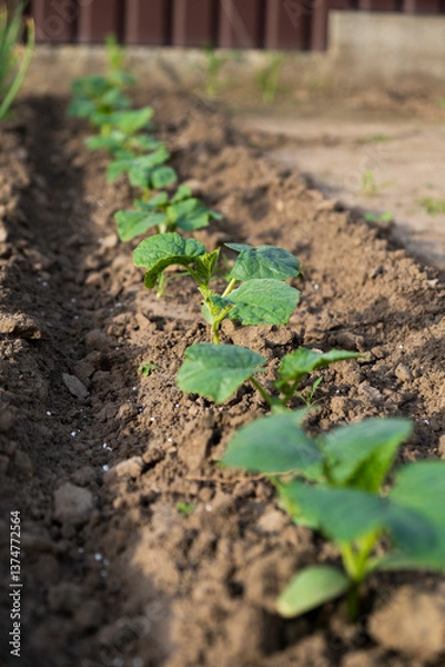 Obraz Young cucumber seedling planted in soil. Organic gardening. Farm planting and vegetables growing.