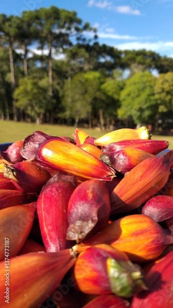 Fototapeta Bucket full of pine nuts, with a reddish color and the araucaria tree (Araucaria angustifolia) in the background. The pine nut is the seed of this tree, typical of the southern region of Brazil.
