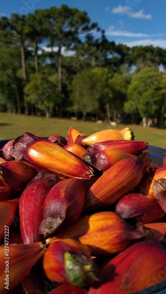 Fototapeta Bucket full of pine nuts, with a reddish color and the araucaria tree (Araucaria angustifolia) in the background. The pine nut is the seed of this tree, typical of the southern region of Brazil.
