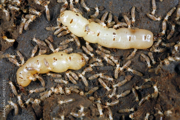 Fototapeta Queen termite surrounded by workers in the Peruvian Amazon