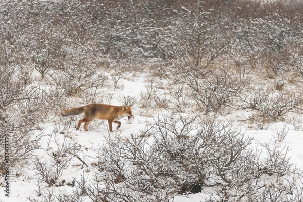 Obraz Red fox in a white winter landscape with fresh fallen snow
