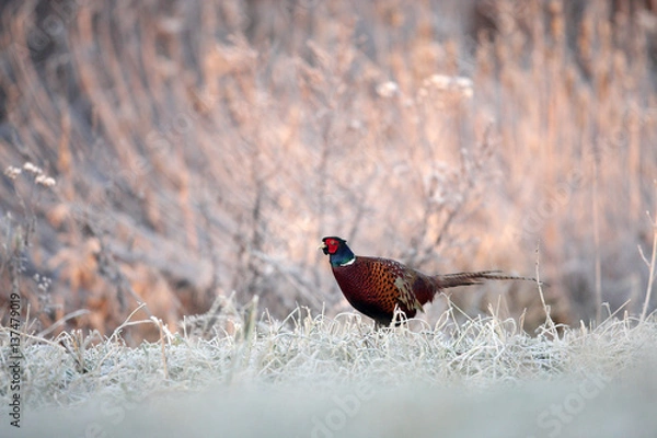 Obraz Pheasant