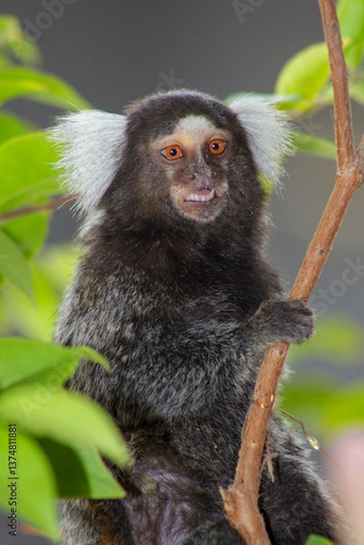 Fototapeta Sagui monkey