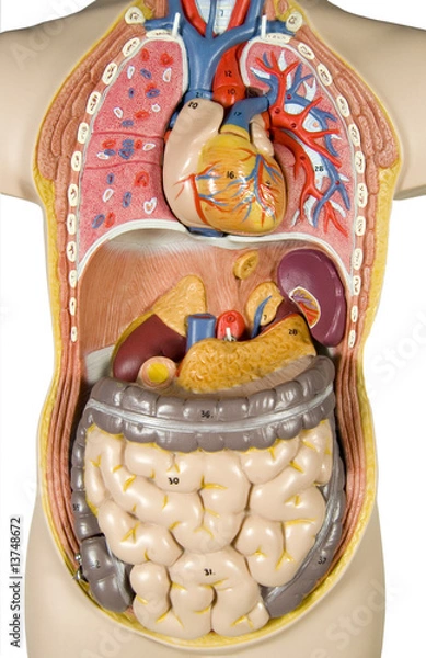 Obraz inside human, liver removed