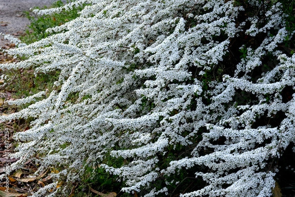 Fototapeta ハクチョウゲの白くて小さい花