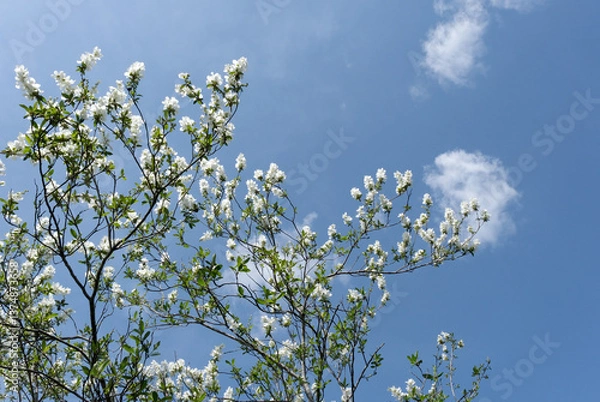 Fototapeta 青空とリキュウバイ