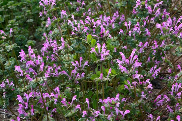 Obraz 道端に咲くホトケノザ