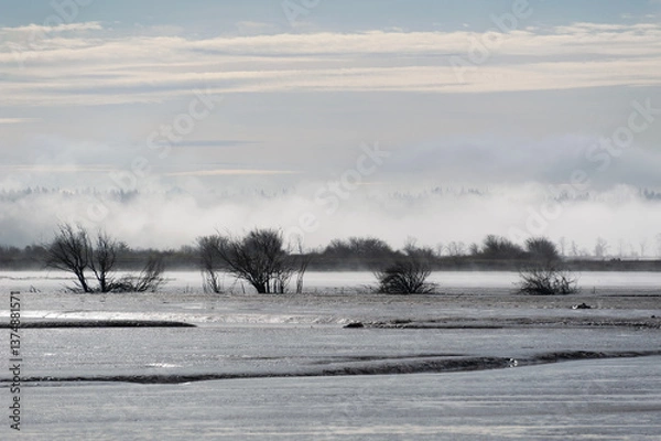 Obraz The Fir Island Farm Reserve is a Game Reserve with over 200 acres of restored intertidal estuary and managed agricultural land in southwest Skagit County. Here is the area at low tide in morning light
