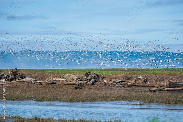 Obraz Snow Geese annually migrate southward by the tens of thousands from nesting grounds in Siberia and Alaska to the Skagit Valley. They arrive in the Skagit Valley in late fall staying through March.