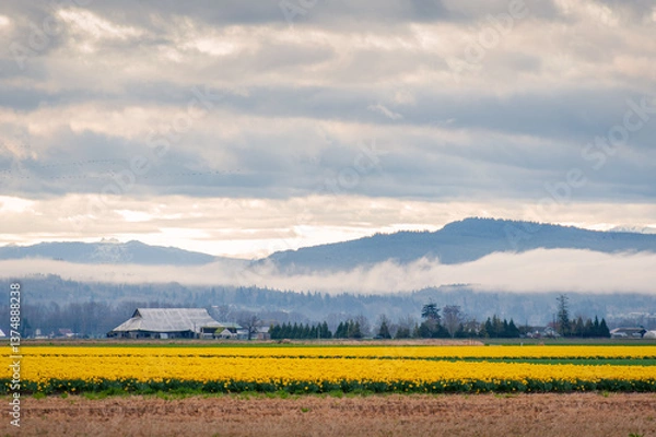 Obraz These fields of daffodils are located near La Conner in Washington's Skagit Valley, just over an hour away from Seattle which makes it the perfect day trip. Soon the tulips will be in full bloom.