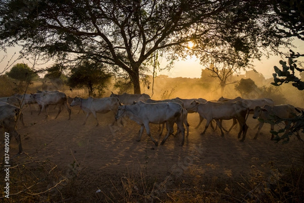 Fototapeta way of life, many cows are going to home in the evening,, Nyaungu city, Myanmar