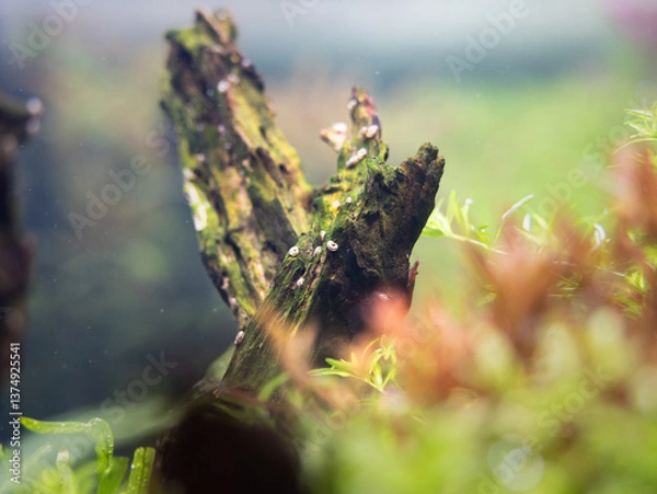 Obraz Aquarium snails on a drift wood in a fish tank. Freshwater gastropod animal. Hobby and leisure activity at home.