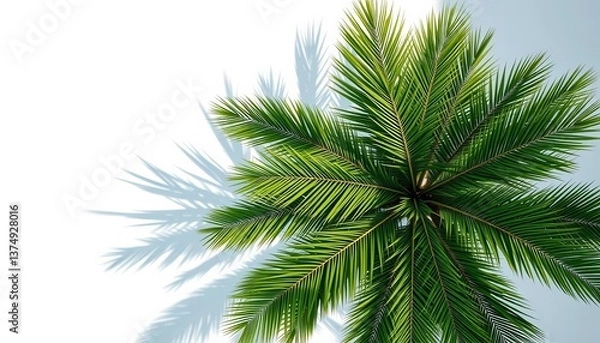 Obraz Overhead view of lush green palm tree casting shadow on white, minimalist summer backdrop, overhead,  holiday mood