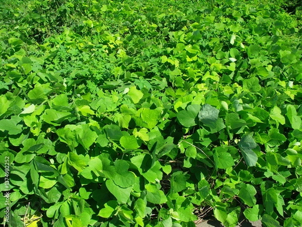 Obraz 秋の江戸川河川敷に繁茂するアレチウリ