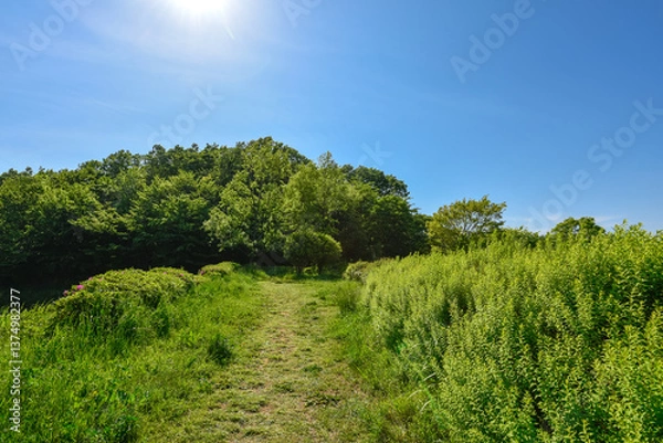 Fototapeta 新緑の季節の小道と樹木