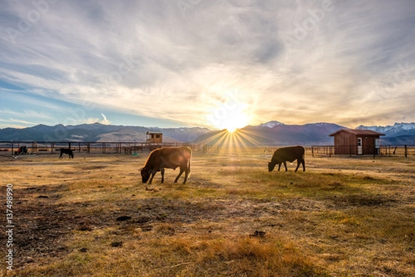 Obraz Cow on a field at sunset