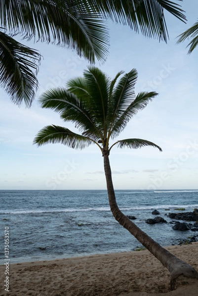 Fototapeta A curved palm tree rises over the sandy tropical beaches of Maui Hawaii