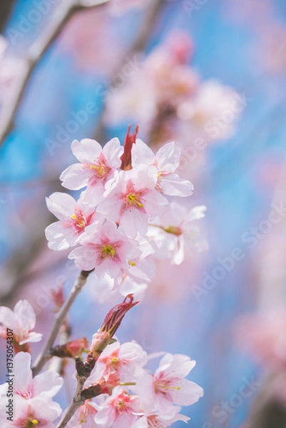Obraz 日本の春　桜