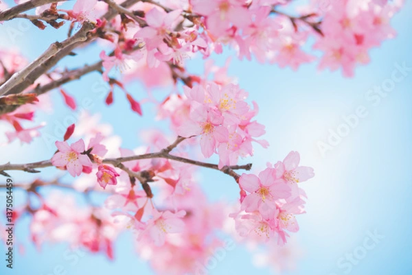 Obraz 日本の春　桜