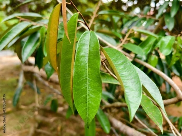 Fototapeta durian leaf (Durio zibethinus) in tropical nature borneo