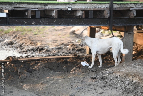 Fototapeta A thin, white stray dog stands in a muddy, uneven urban landscape, possibly scavenging or looking for shelter under a weathered structure. The image powerfully conveys themes of abandonment