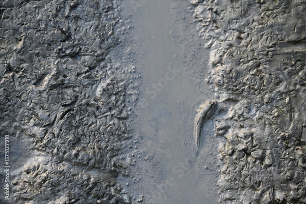 Fototapeta A unique high-angle view captures a mudskipper partially submerged in a small pool of murky water, contrasting sharply with the richly textured, damp mudflat
