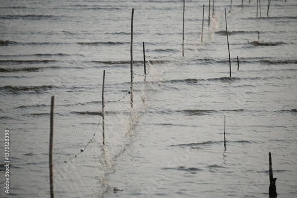 Fototapeta A visually striking scene of traditional fishing nets stretched between numerous wooden stakes in shallow, rippling water, capturing the essence of sustainable aquaculture