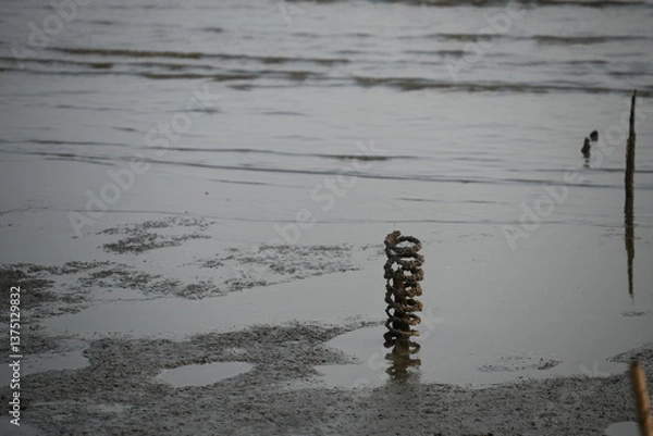 Fototapeta Coastal Erosion Mitigation, Relic of Resilience: Life's Cycle and Nature on the Muddy Coastline