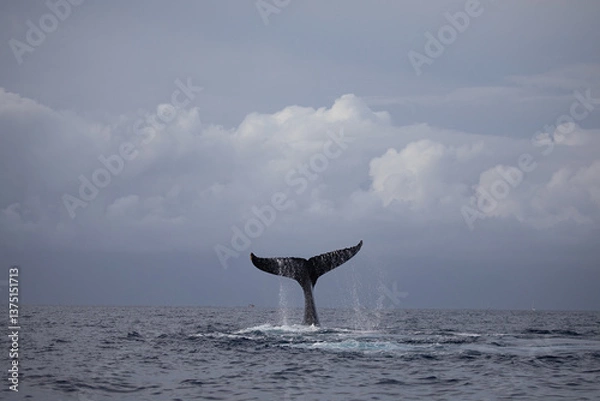 Fototapeta A giant humpback whale dives and splashes water from its tail fluke off the tropical island coast of Lahaina Maui Hawaii.  