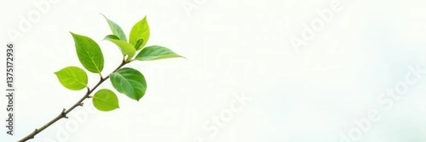 Fototapeta Single branch against a bright white background with subtle gradient, foliage, tree, wood