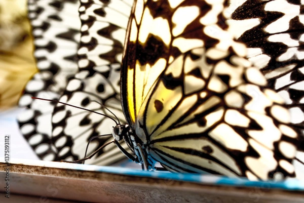 Obraz オオゴマダラの羽の音