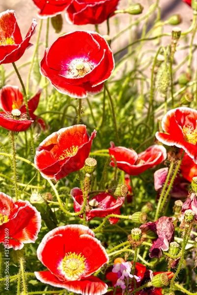 Obraz ポピーの晴々