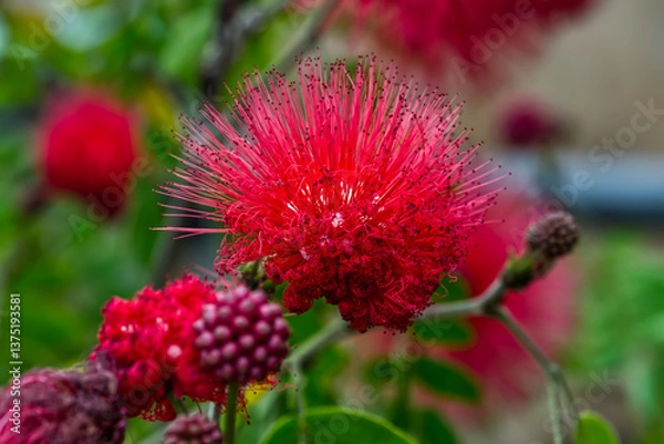 Obraz ネムノキの午後昼さがり