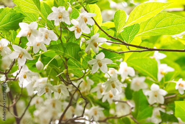 Obraz 花ひらひら