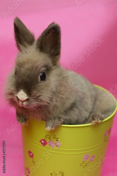 Obraz dwarf bunny in a yellow-green basket on pink backg