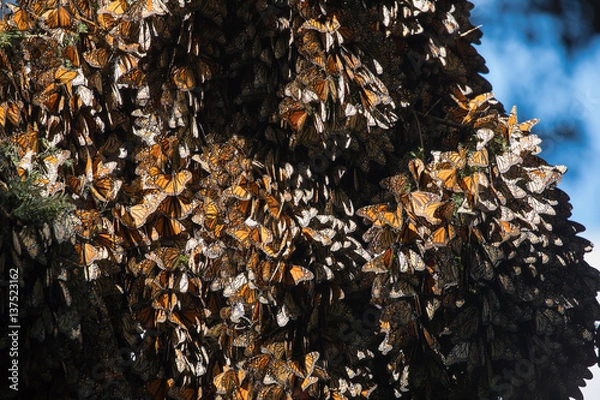 Obraz Monarch Butterflies on Oyamel Fir Tree
