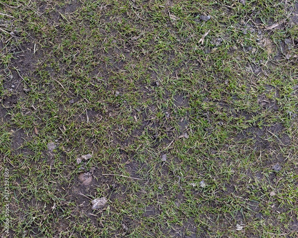 Fototapeta Top view of soil texture with grass. Earth background, green sprouts. A bare field overgrown with grass. Field problems	