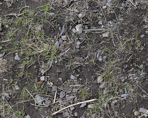 Fototapeta Top view of soil texture with grass. Earth background, green sprouts. A bare field overgrown with grass. Field problems	