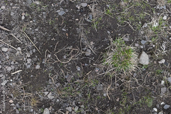 Fototapeta Top view of soil texture with grass. Earth background, green sprouts. A bare field overgrown with grass. Field problems	