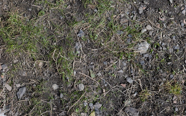 Fototapeta Top view of soil texture with grass. Earth background, green sprouts. A bare field overgrown with grass. Field problems	
