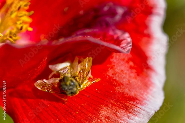 Obraz 獲物の行方