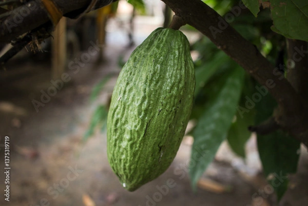 Obraz Close-up of a vibrant green cacao pod, ripe and plump, hanging from a branch in a lush garden.