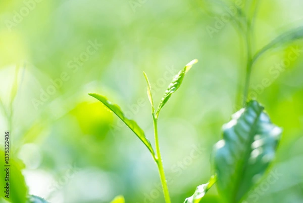 Obraz 茶葉・茶畑・新茶