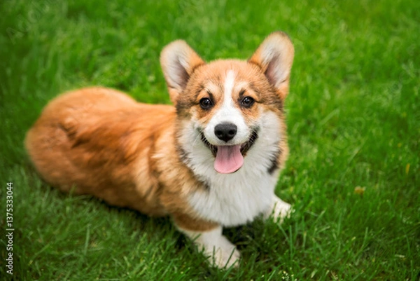 Fototapeta Welsh Corgi Lying on Green Grass Looking at Camera